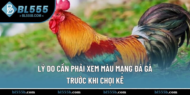 Xem mạng đá gà giúp thành viên nâng cao khả năng dự đoán chính xác