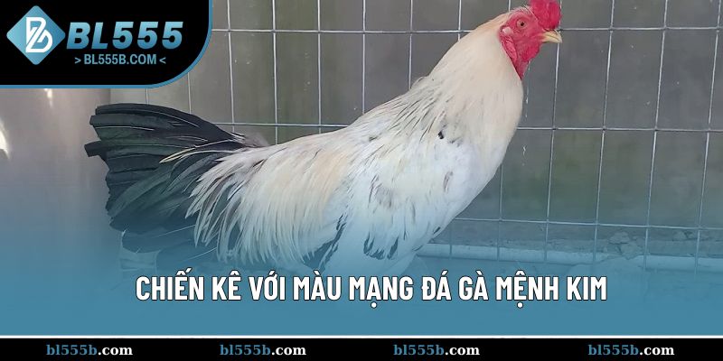 Các chiến kê mệnh Kim có khả năng đá mạnh mẽ