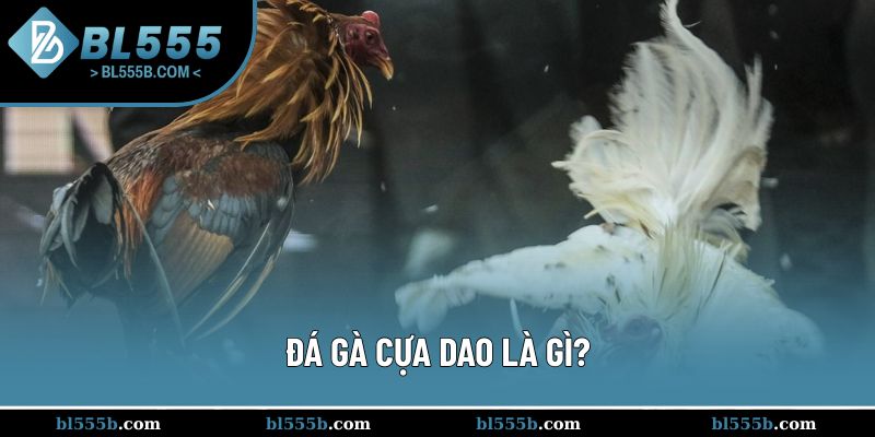 Mẹo đá gà cựa dao rất được ưa chuộng