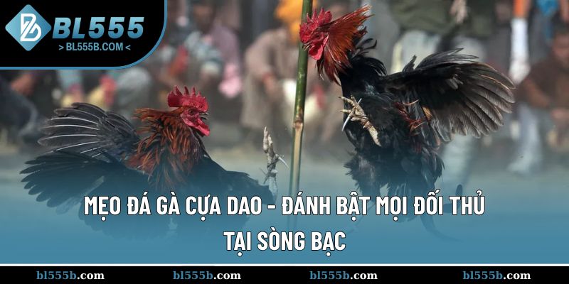 Mẹo Đá Gà Cựa Dao - Đánh Bật Mọi Đối Thủ Tại Sòng Bạc