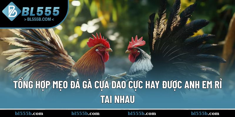 Tổng hợp phương pháp chăm sóc chiến kê