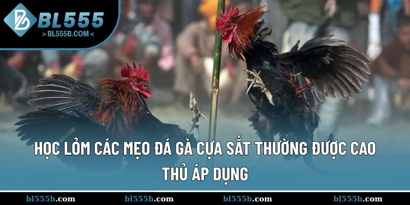 Mẹo đá gà cựa sắt hay ho được anh em săn lùng