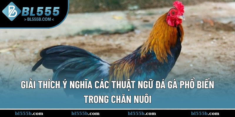 Ý nghĩa các thuật ngữ đá gà phổ biến trong chăn nuôi