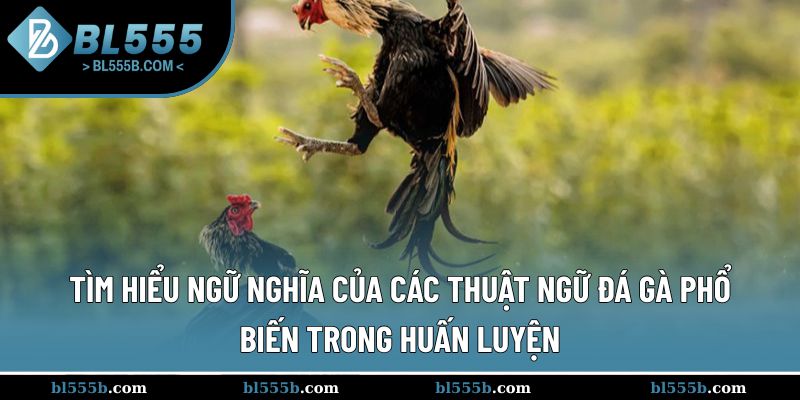 Thuật ngữ đá gà phổ biến trong huấn luyện